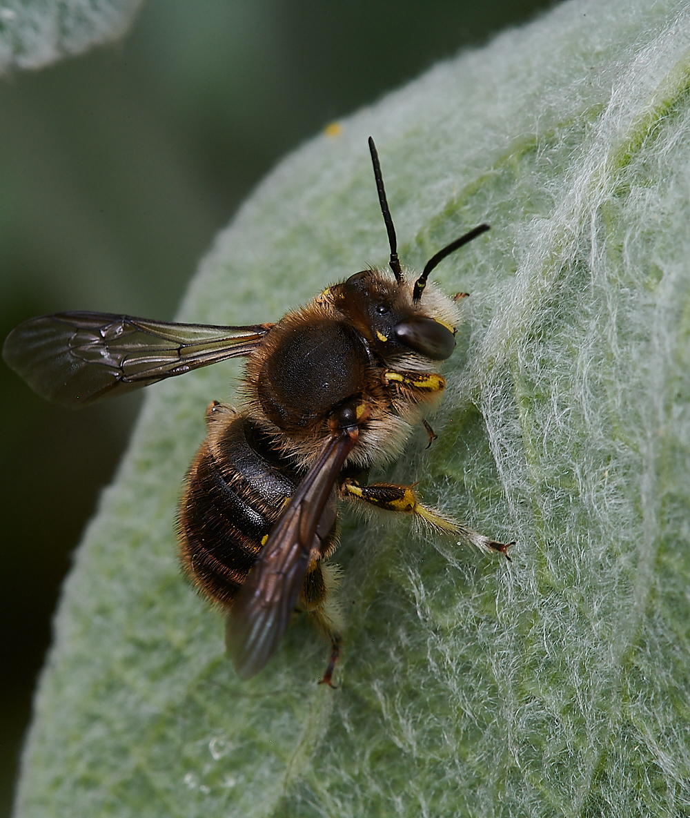 HanworthWoolCarderBee130721-11