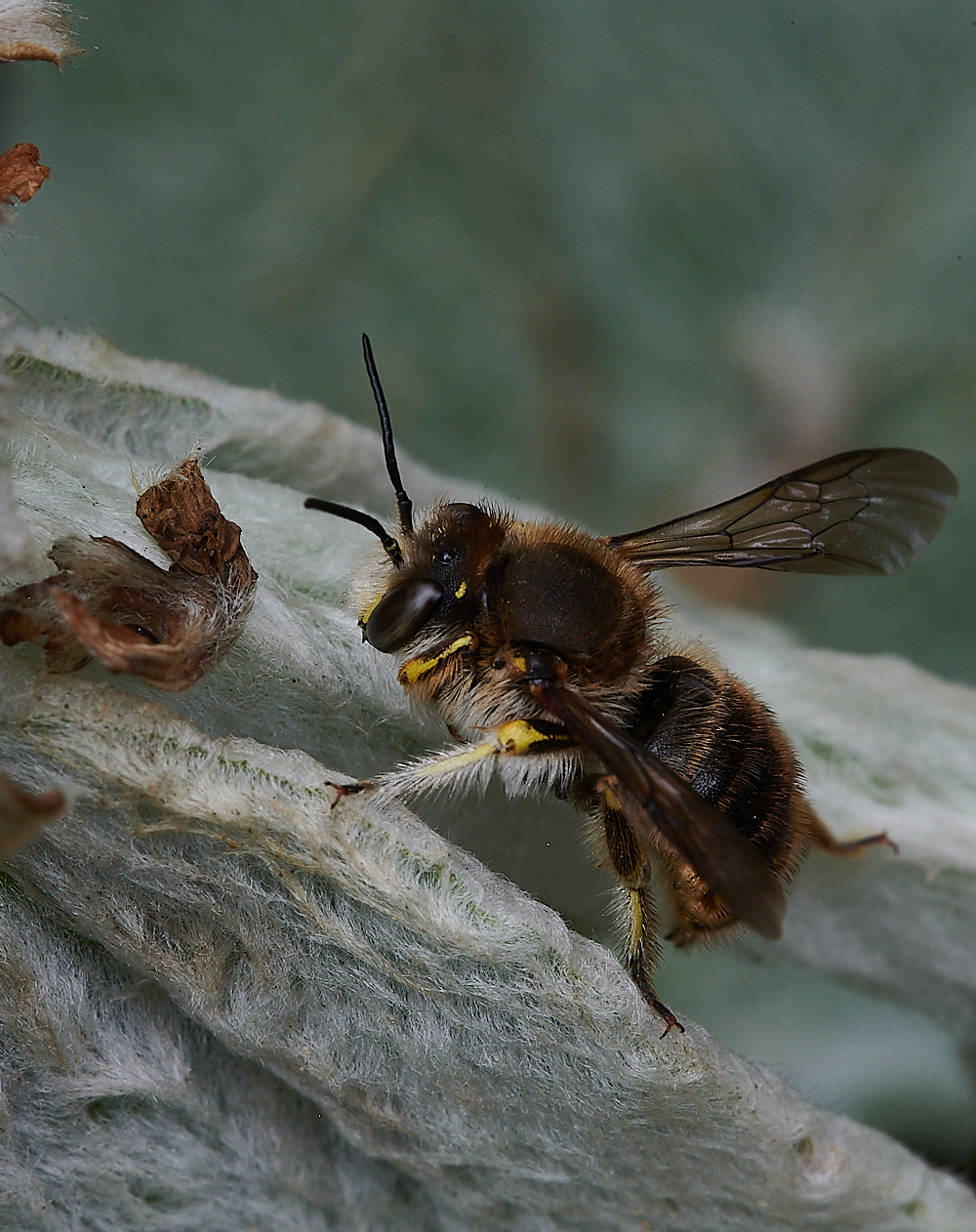 HanworthWoolCarderBee130721-12