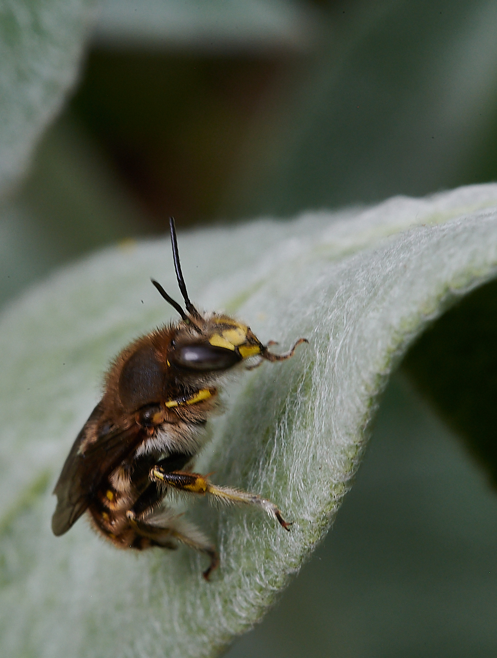 HanworthWoolCarderBee130721-14