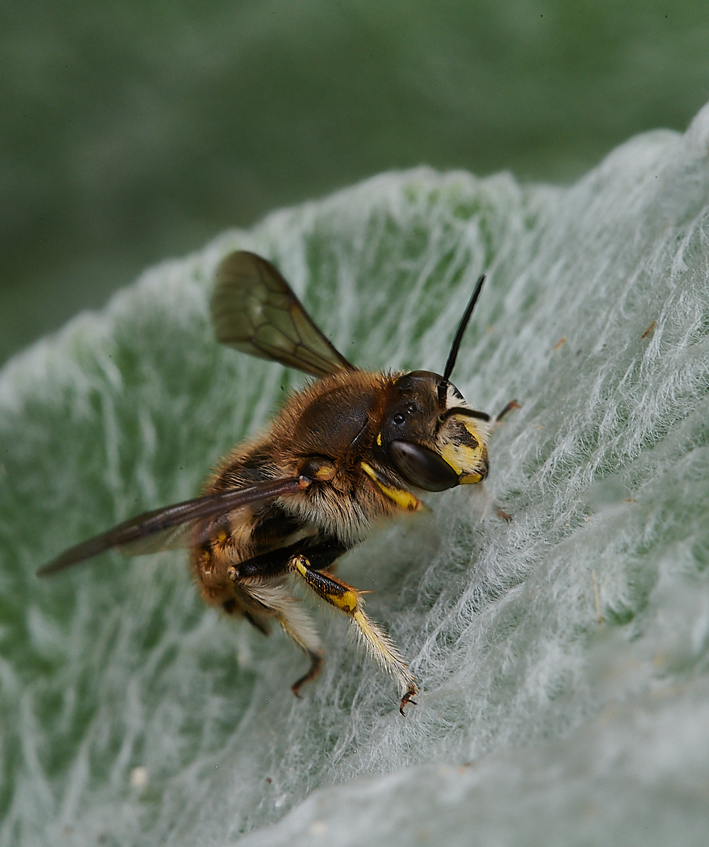 HanworthWoolCarderBee130721-16