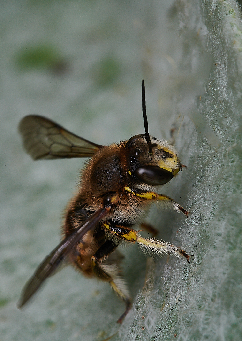 HanworthWoolCarderBee130721-17