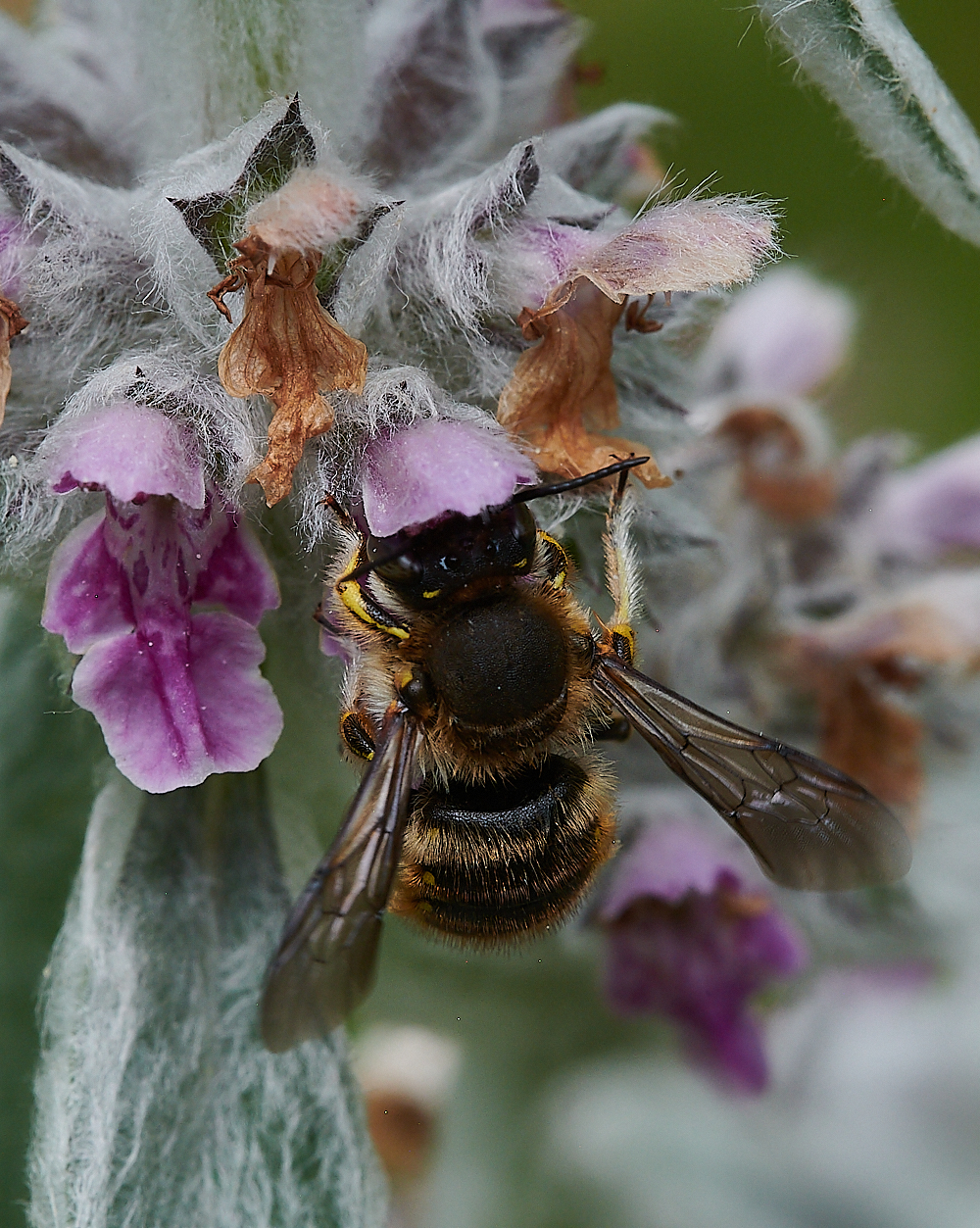 HanworthWoolCarderBee130721-2