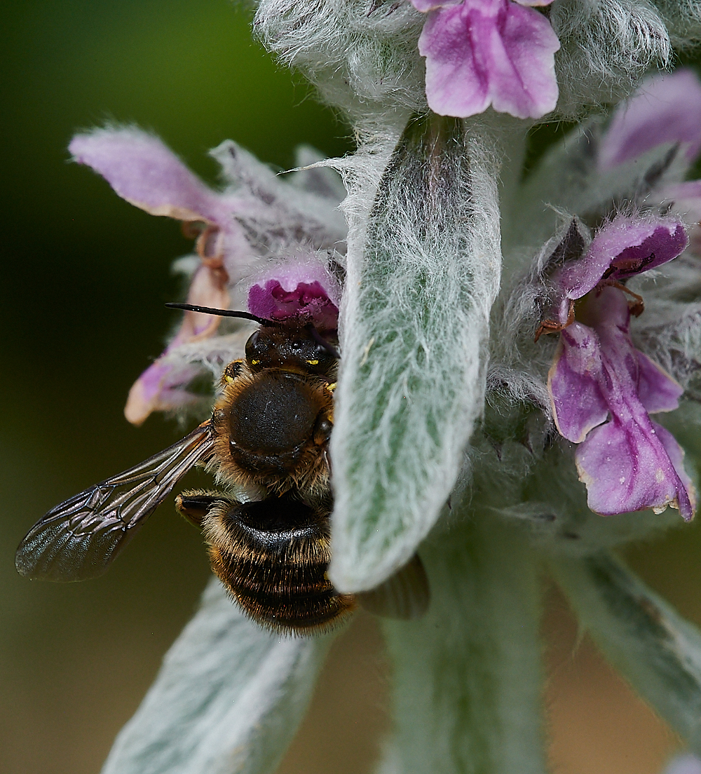 HanworthWoolCarderBee130721-3