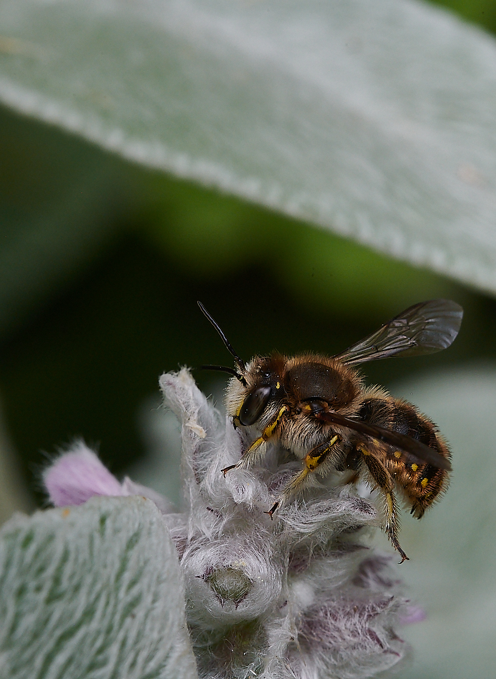 HanworthWoolCarderBee130721-4