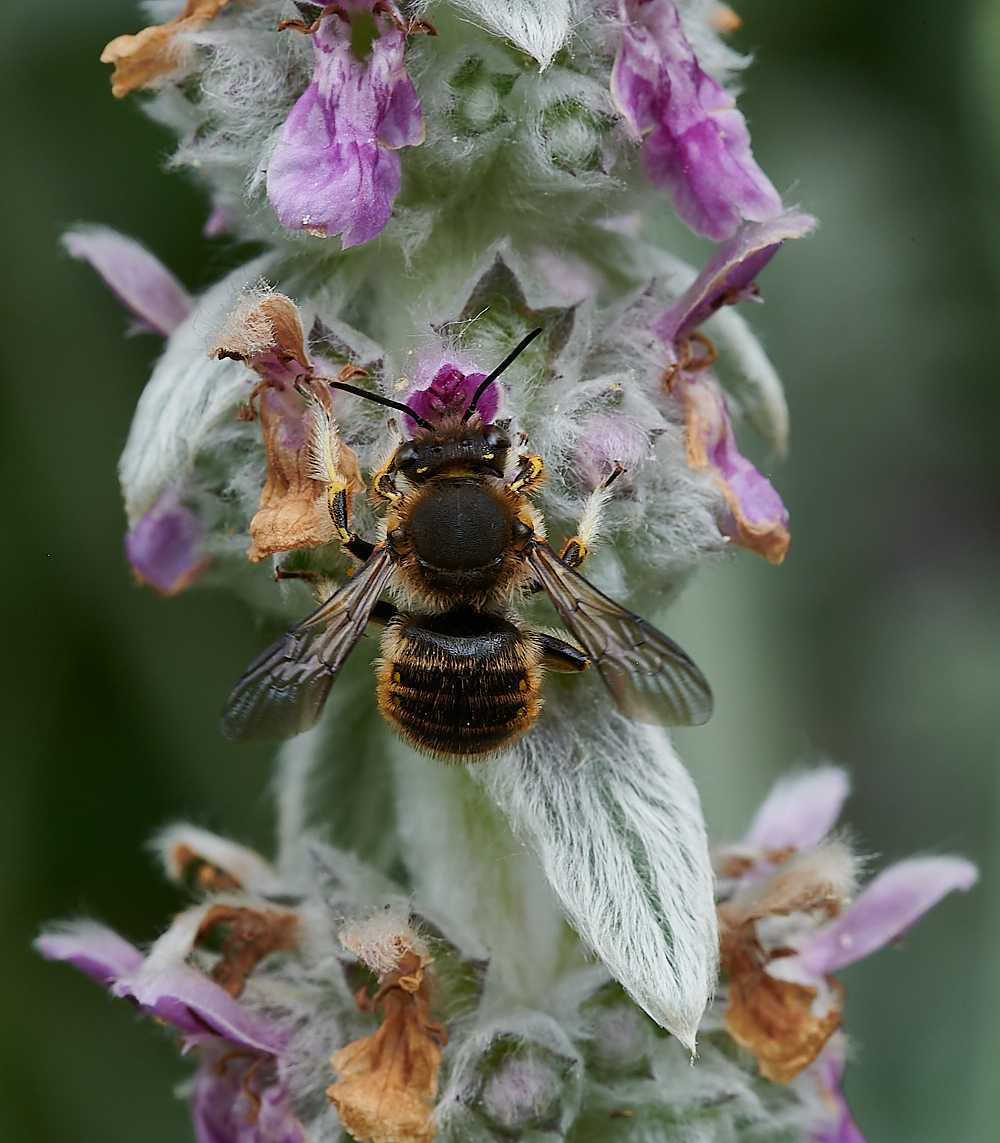 HanworthWoolCarderBee130721-7