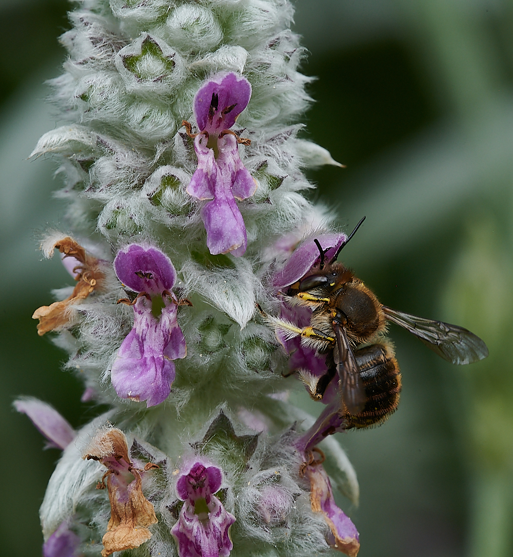 HanworthWoolCarderBee130721-8