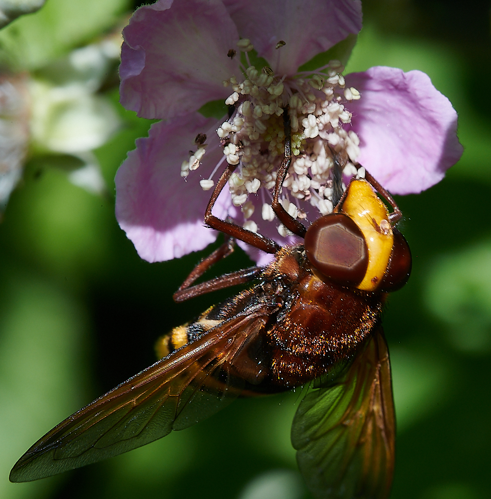 Hanworthzonaria170721-1