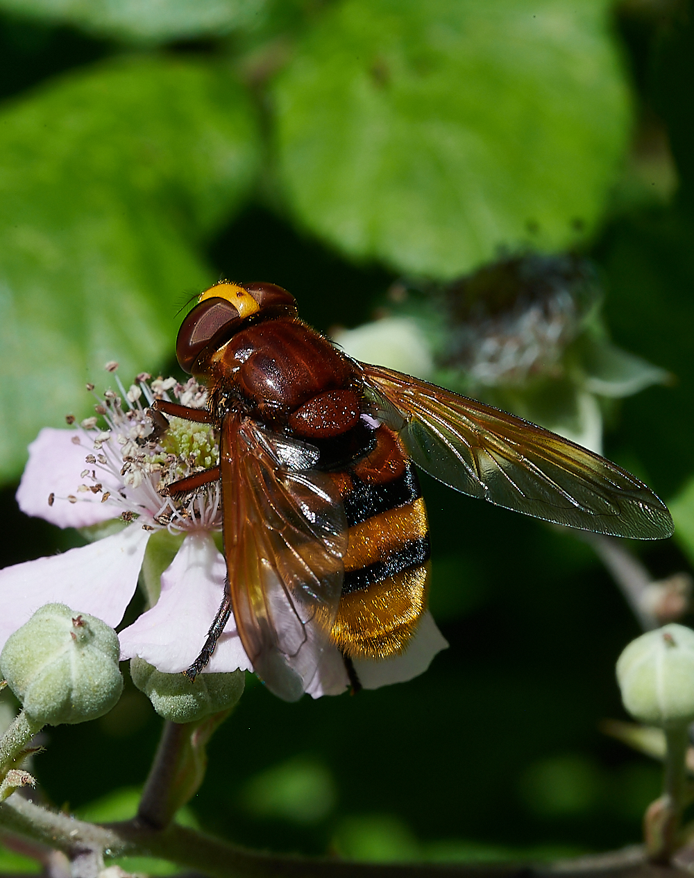 Hanworthzonaria170721-3