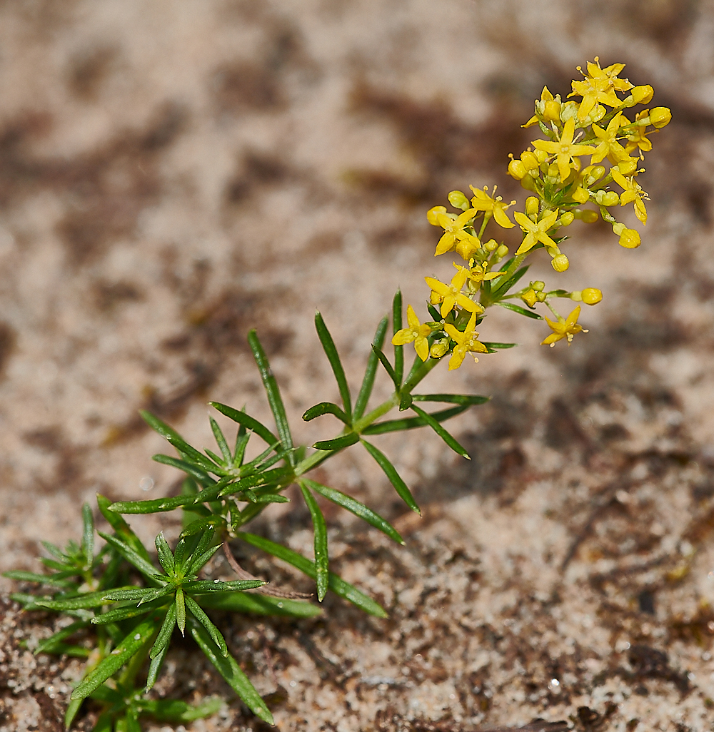 HolkhamBedstraw020821-1