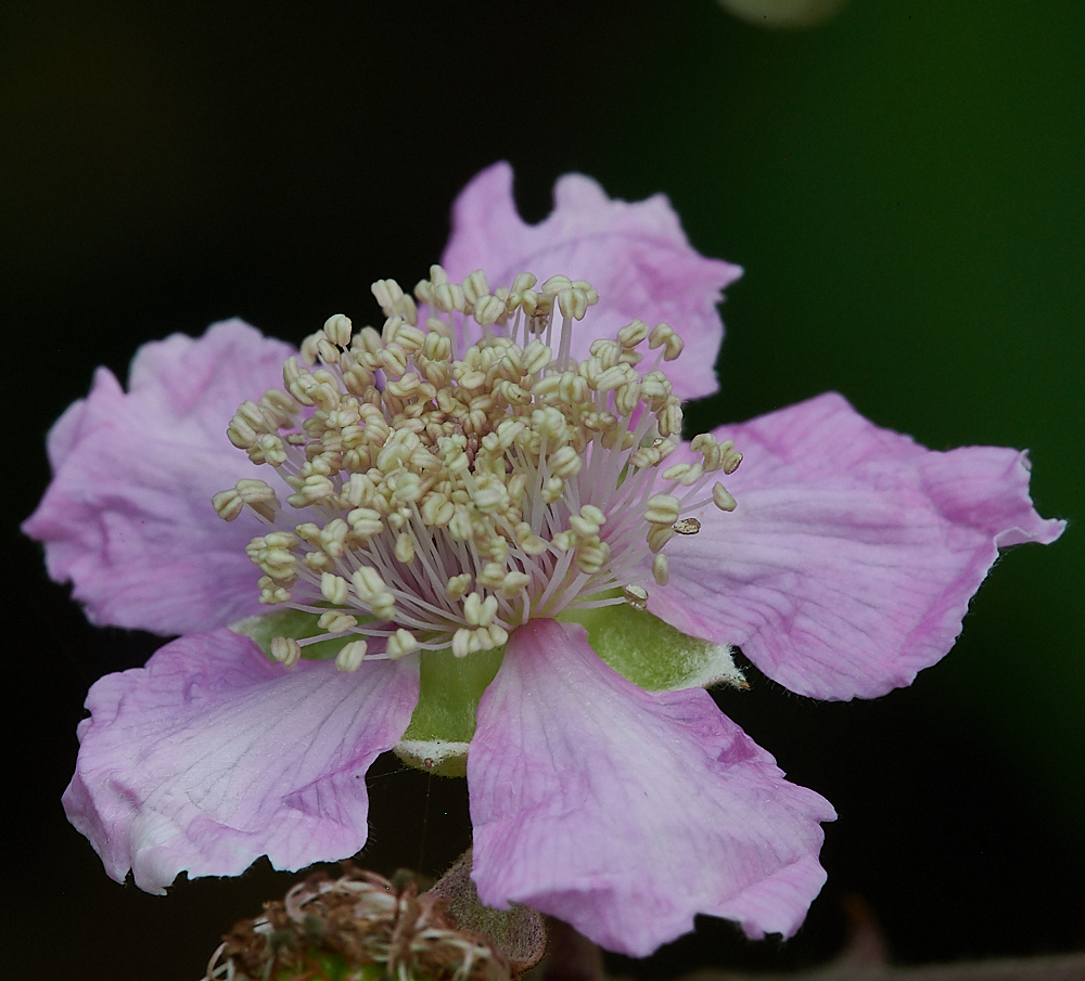 HolkhamBramble020821-1