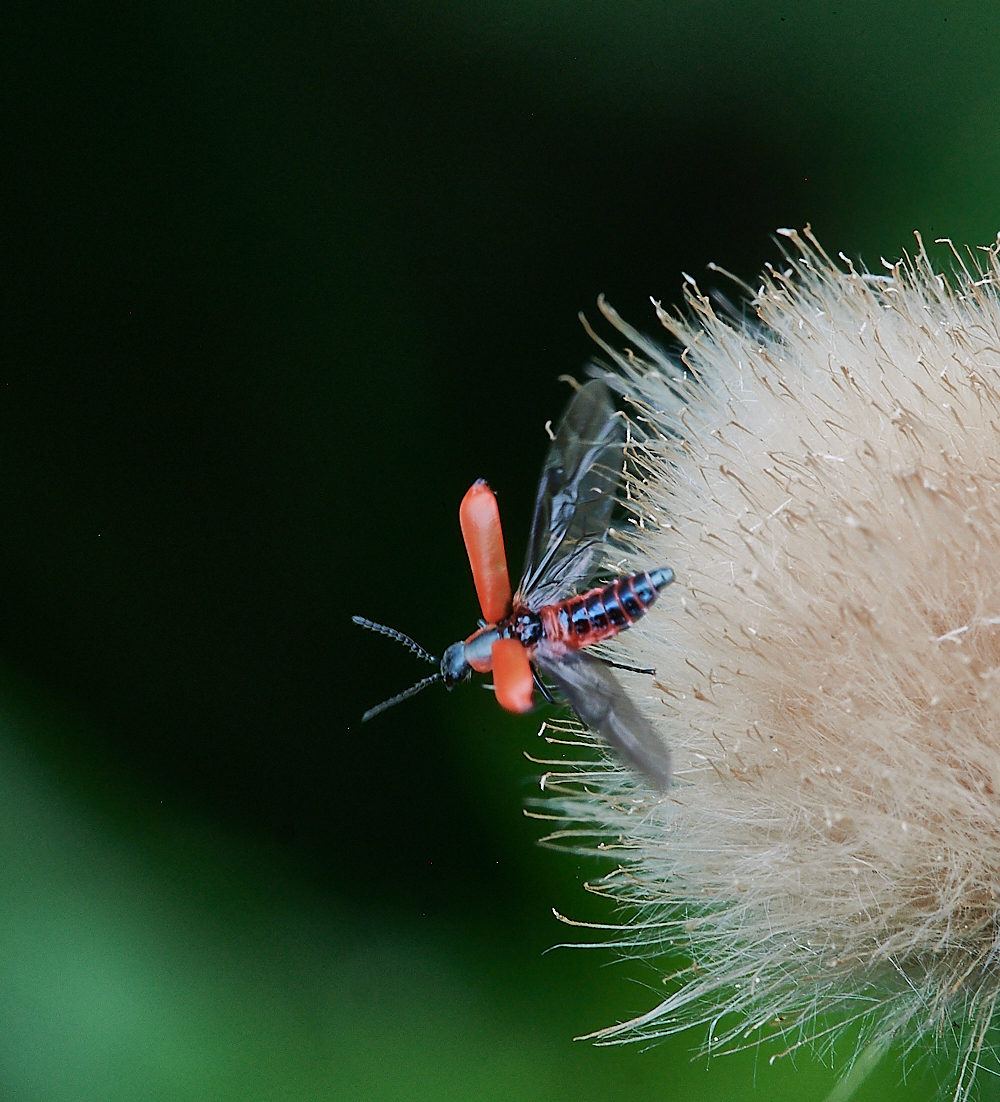 HolkhamCardinal020821-1