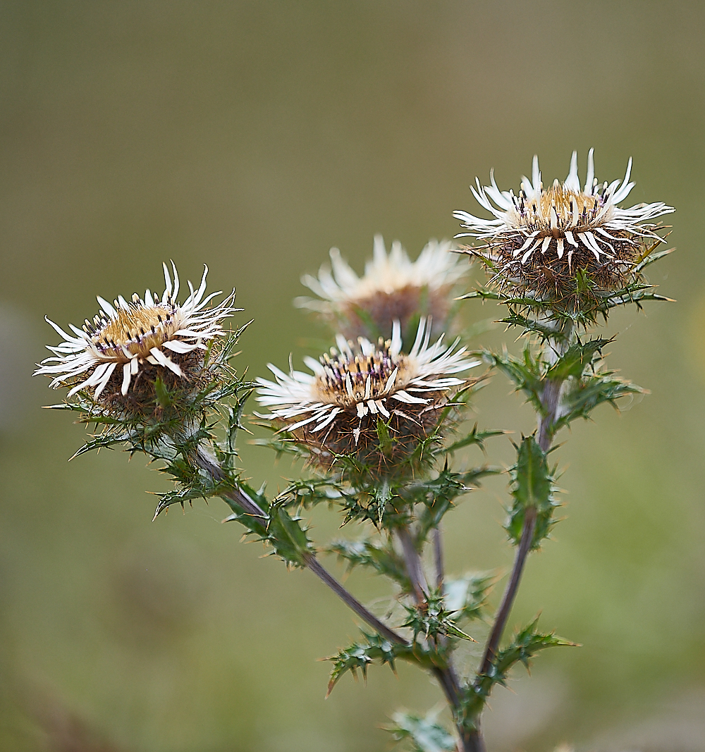 HolkhamCarlineThistle020821-1