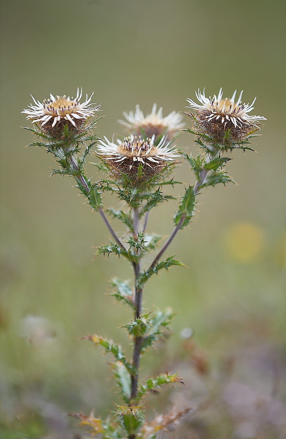 HolkhamCarlineThistle020821-2