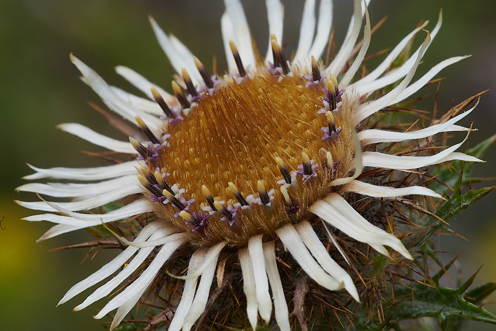 HolkhamCarlineThistle020821-3