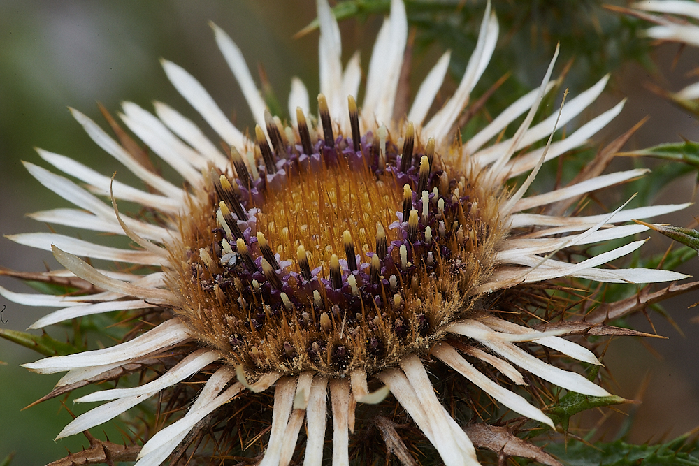 HolkhamCarlineThistle020821-4