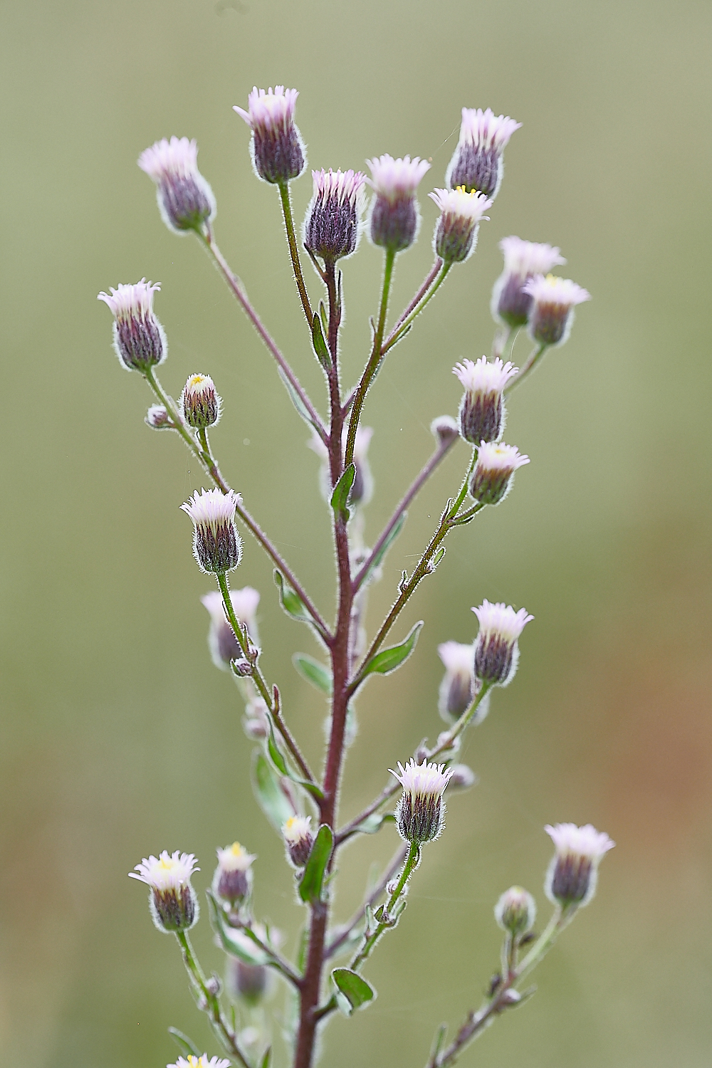 HolkhamErigeron020821-1