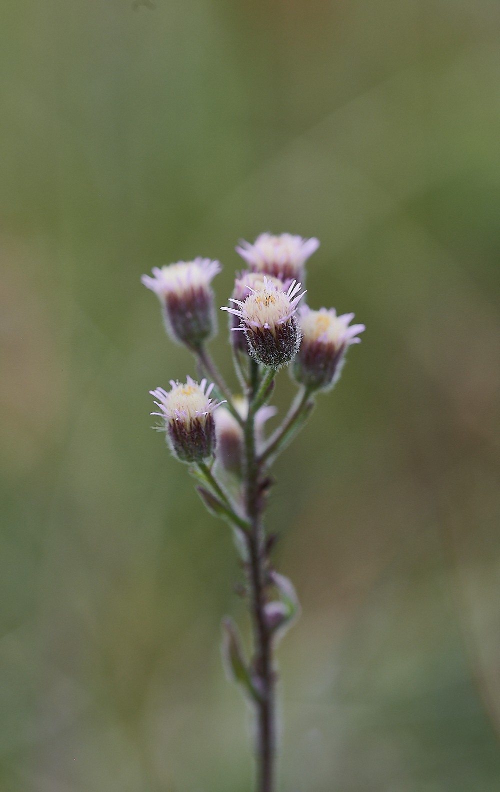 HolkhamErigeron020821-2