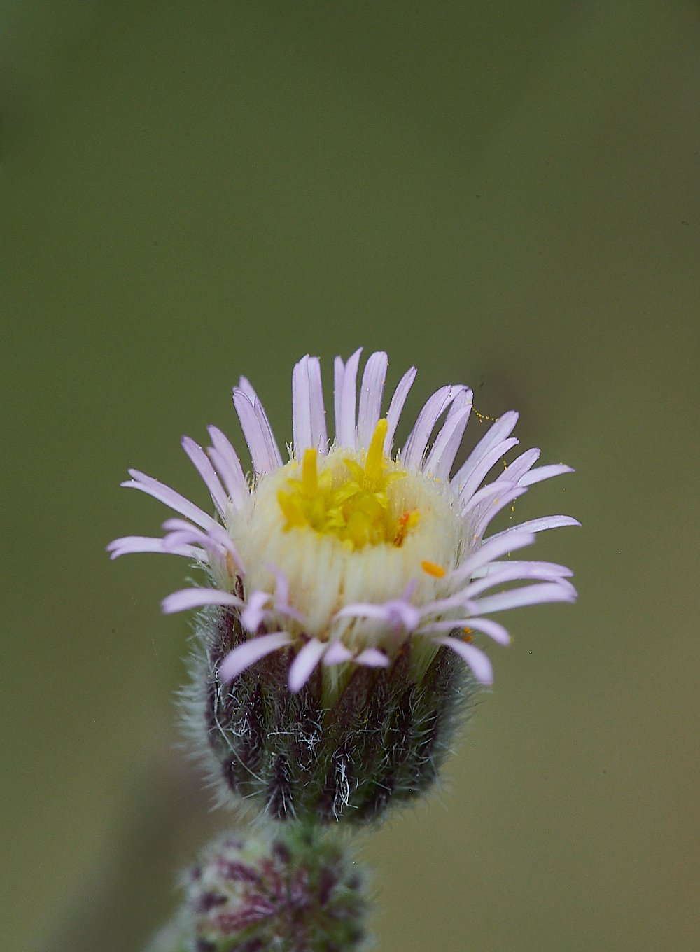 HolkhamErigeron020821-3