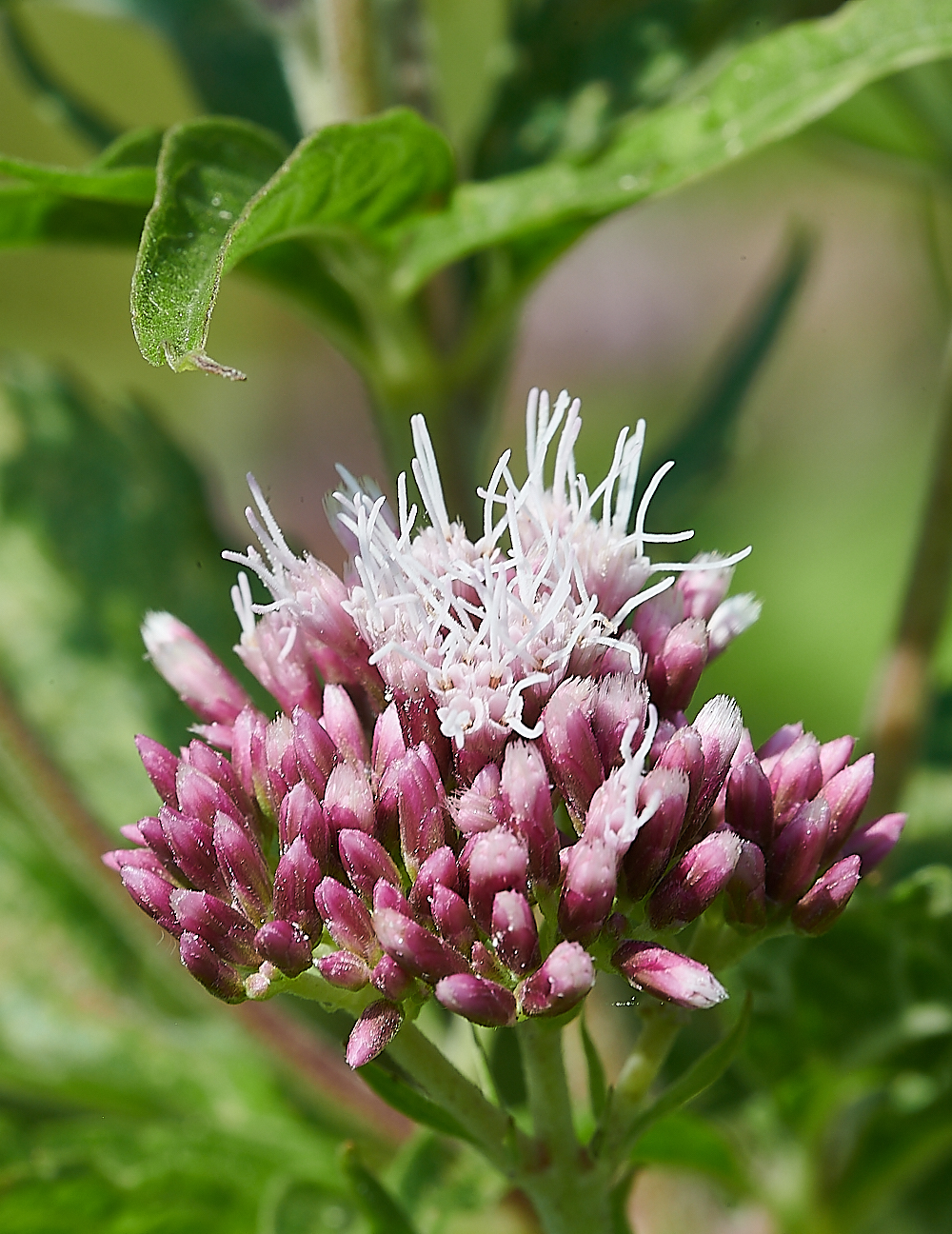 HolkhamEupatorum020821-1