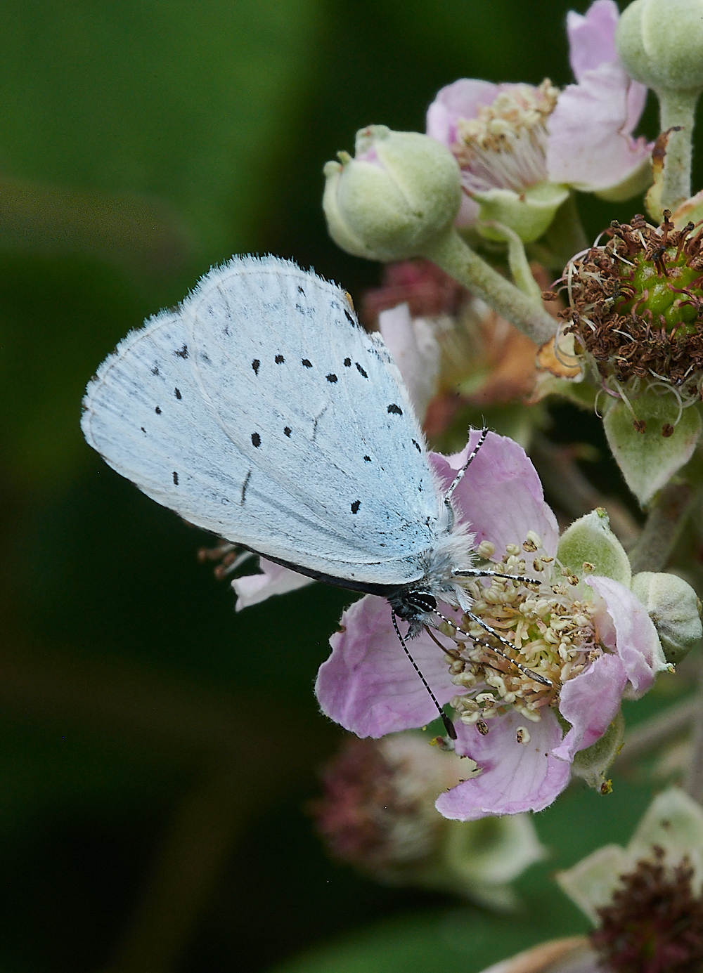 HolkhamHollyBlue020821-1