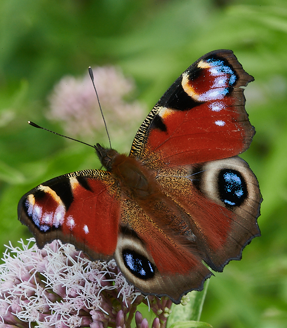 HolkhamPeacock020821-1