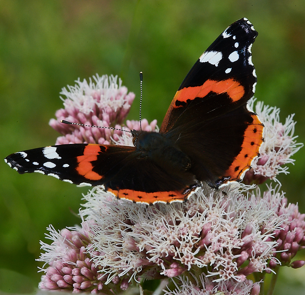 HolkhamRedAdmiral020821-1