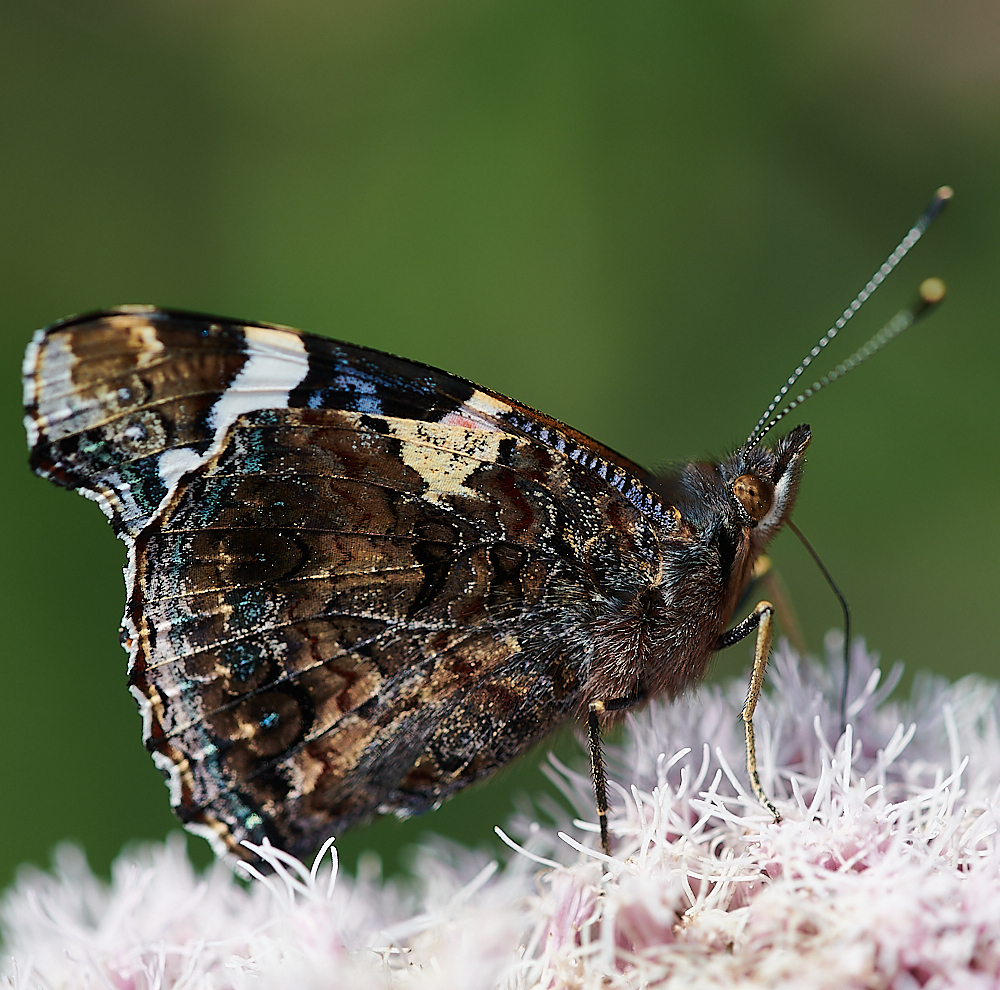 HolkhamRedAdmiral2020821-2