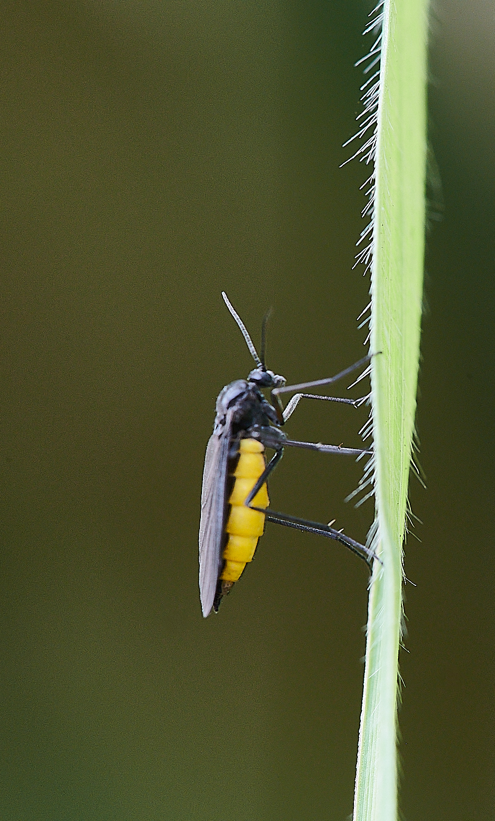 HolkhamSawfly020821-1