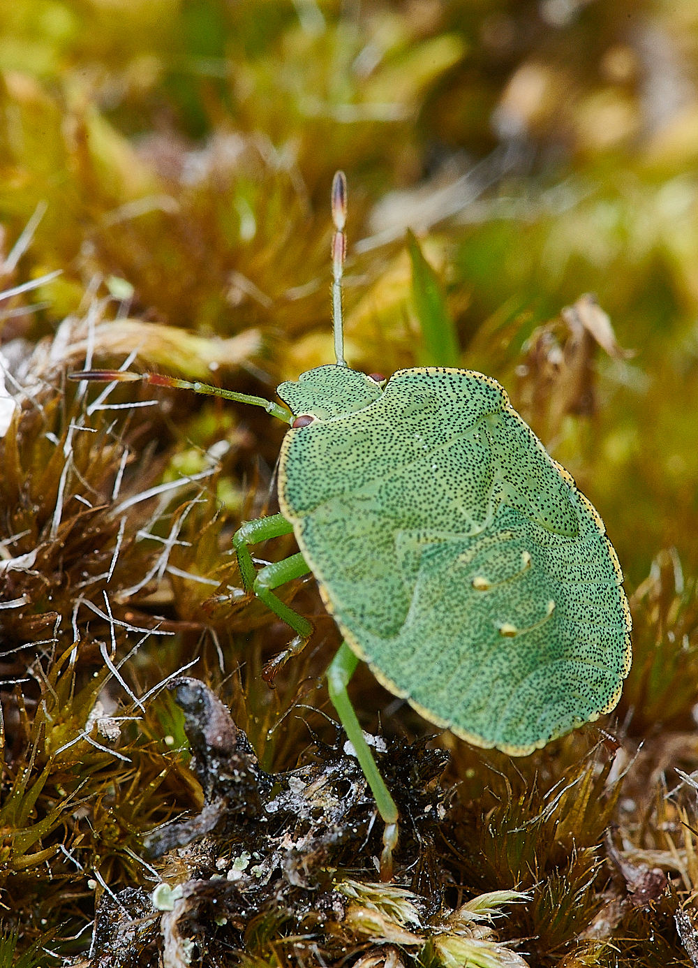 HolkhamShieldBug020821-1