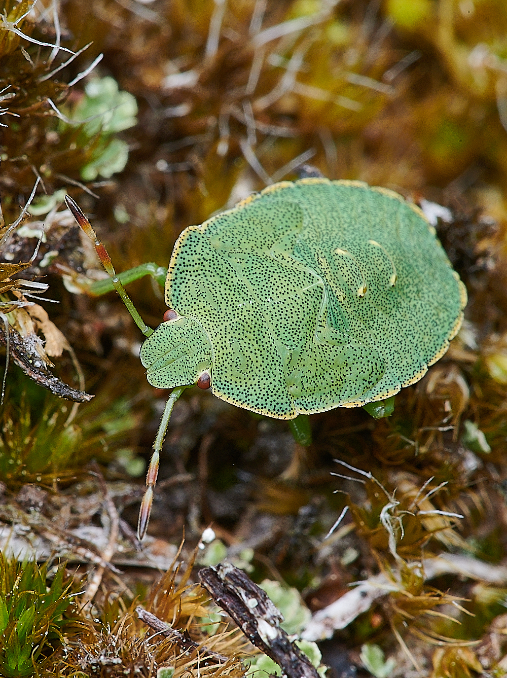 HolkhamShieldBug020821-2