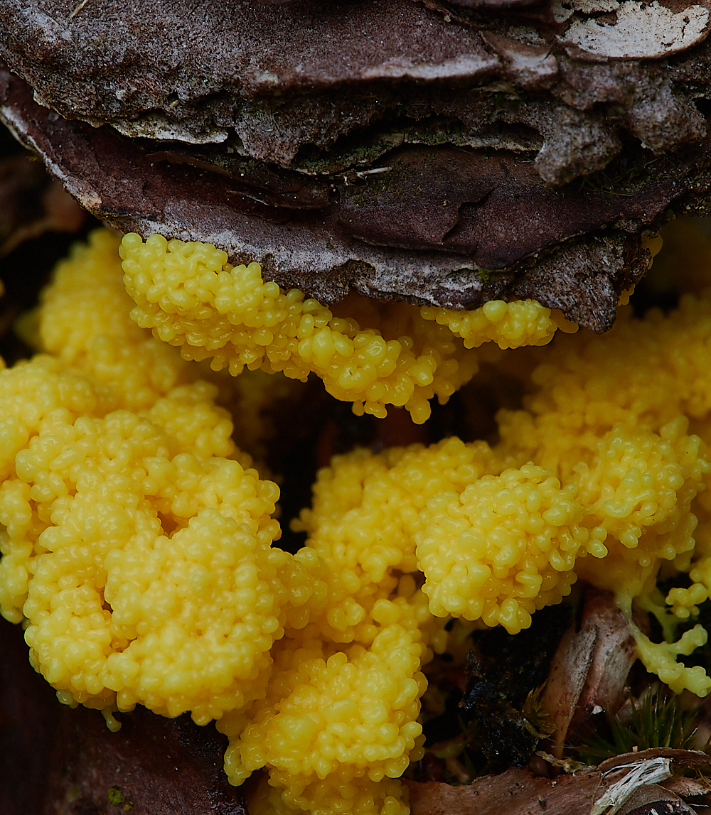 HolkhamSlimeMold020821-1