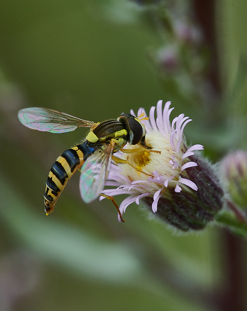 HolkhamSpaerophora020821-1