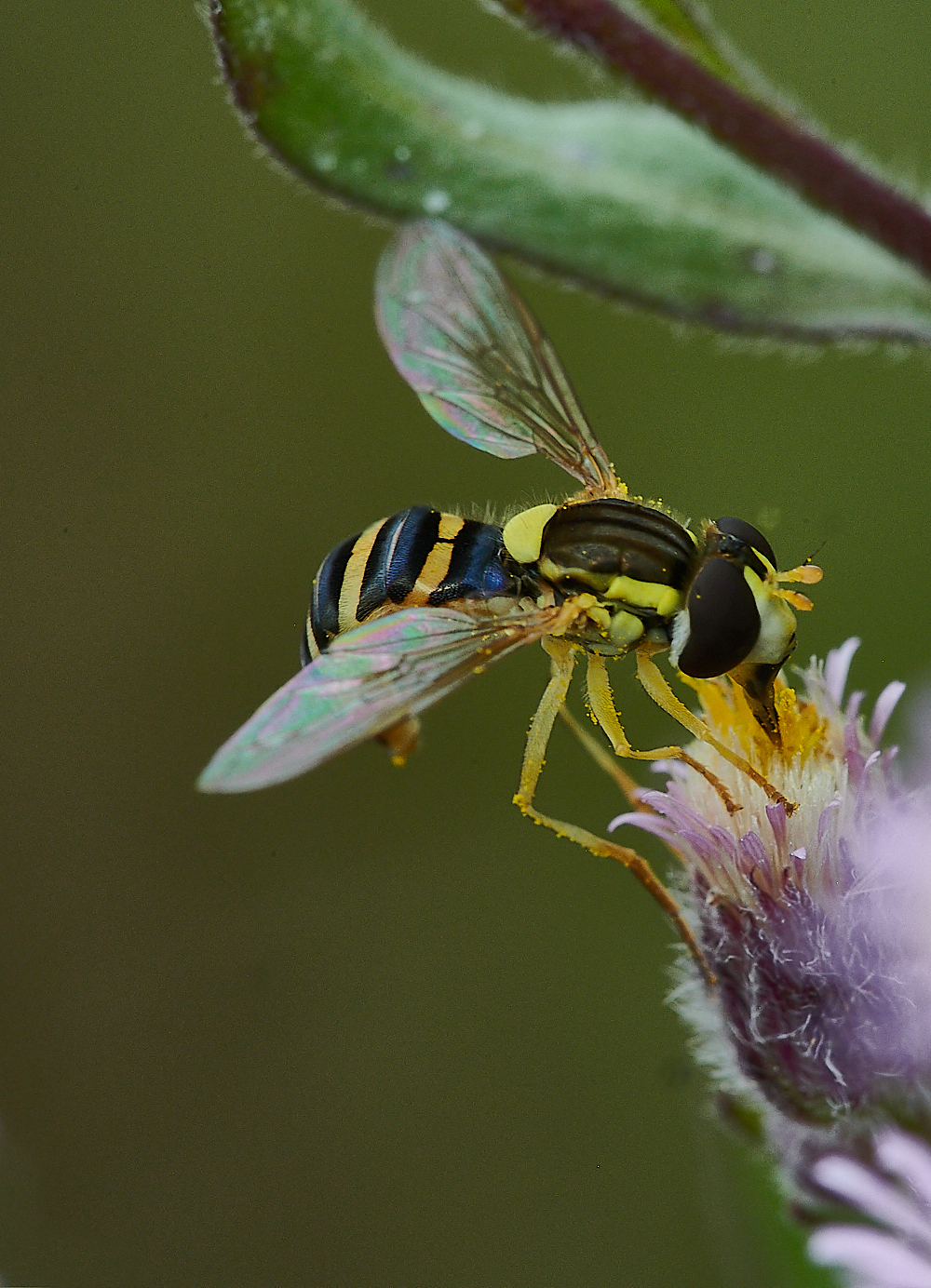 HolkhamSpaerophora020821-2