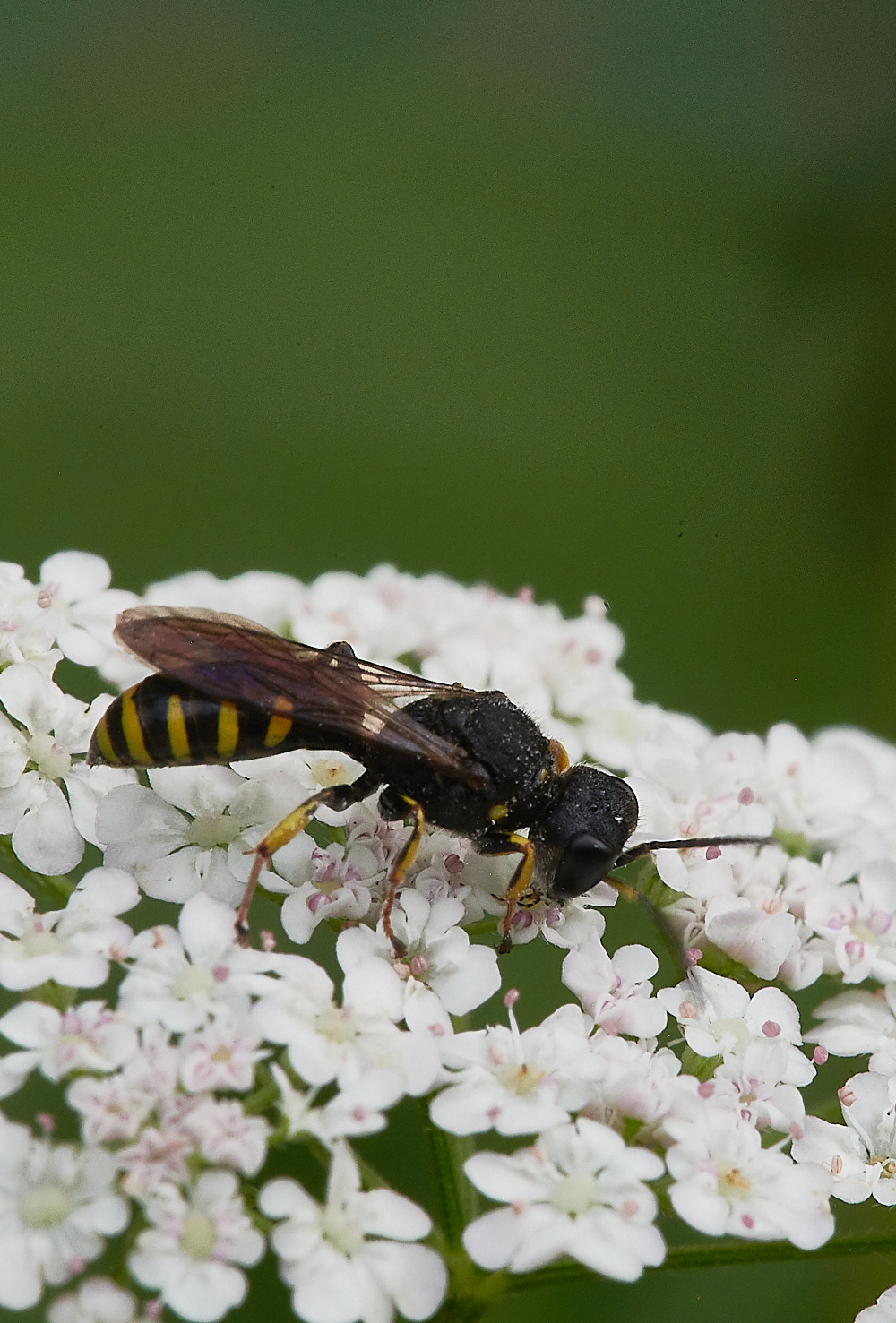 HolkhamWasp020821-1