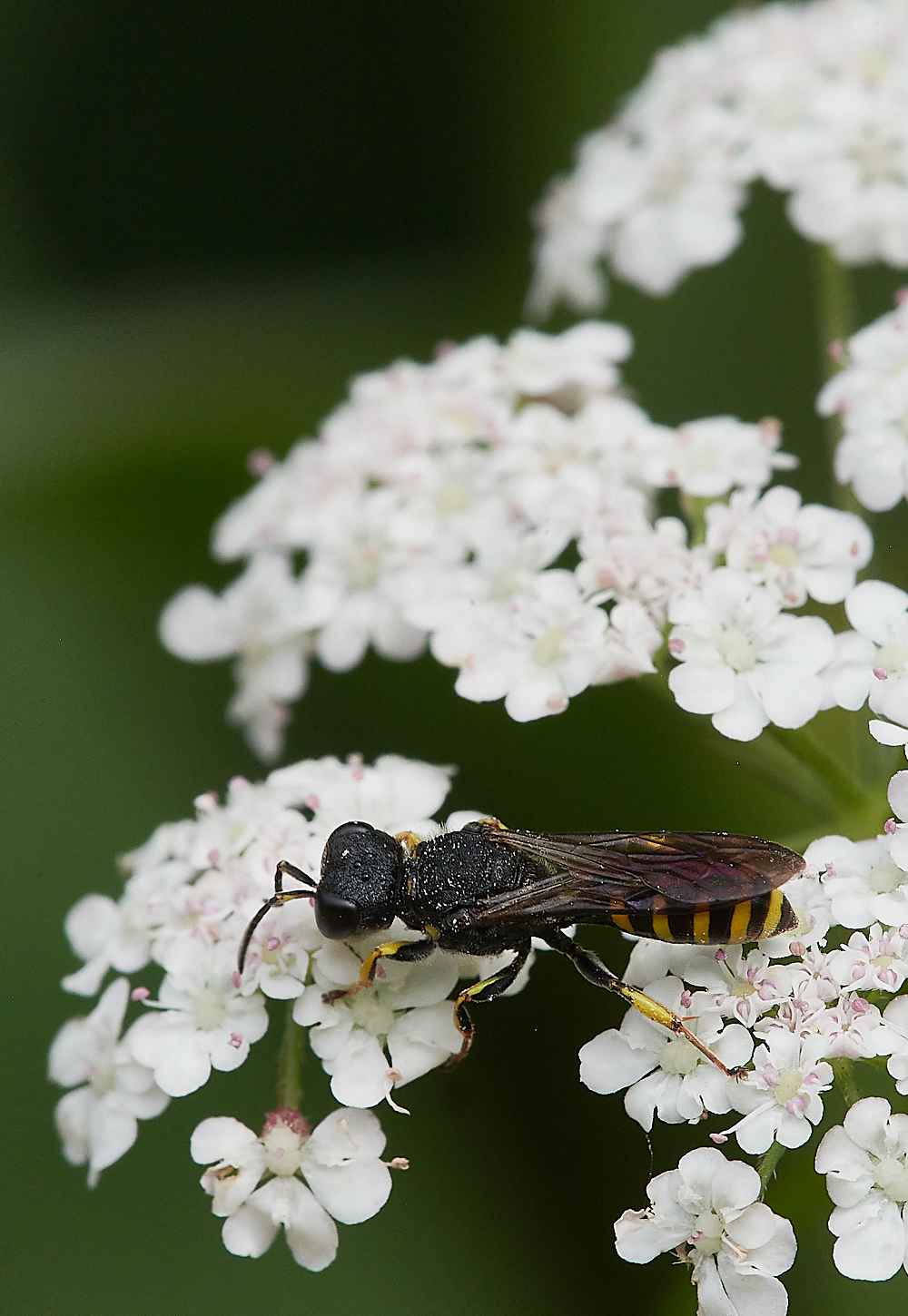 HolkhamWasp020821-2