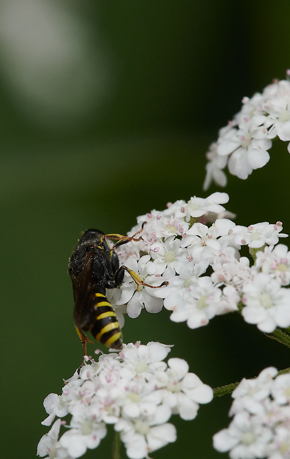 HolkhamWasp020821-3