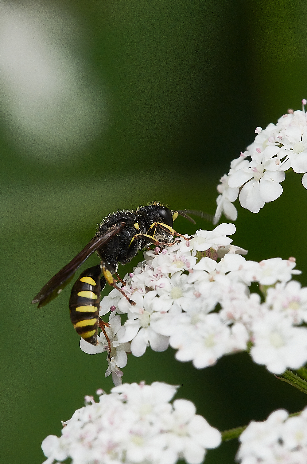 HolkhamWasp020821-4