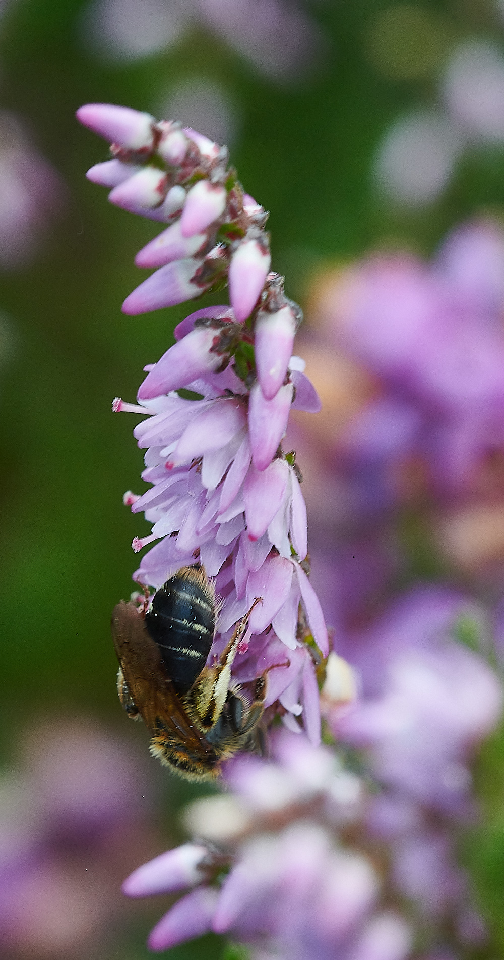 HoughenPlantationAndrena150821-1