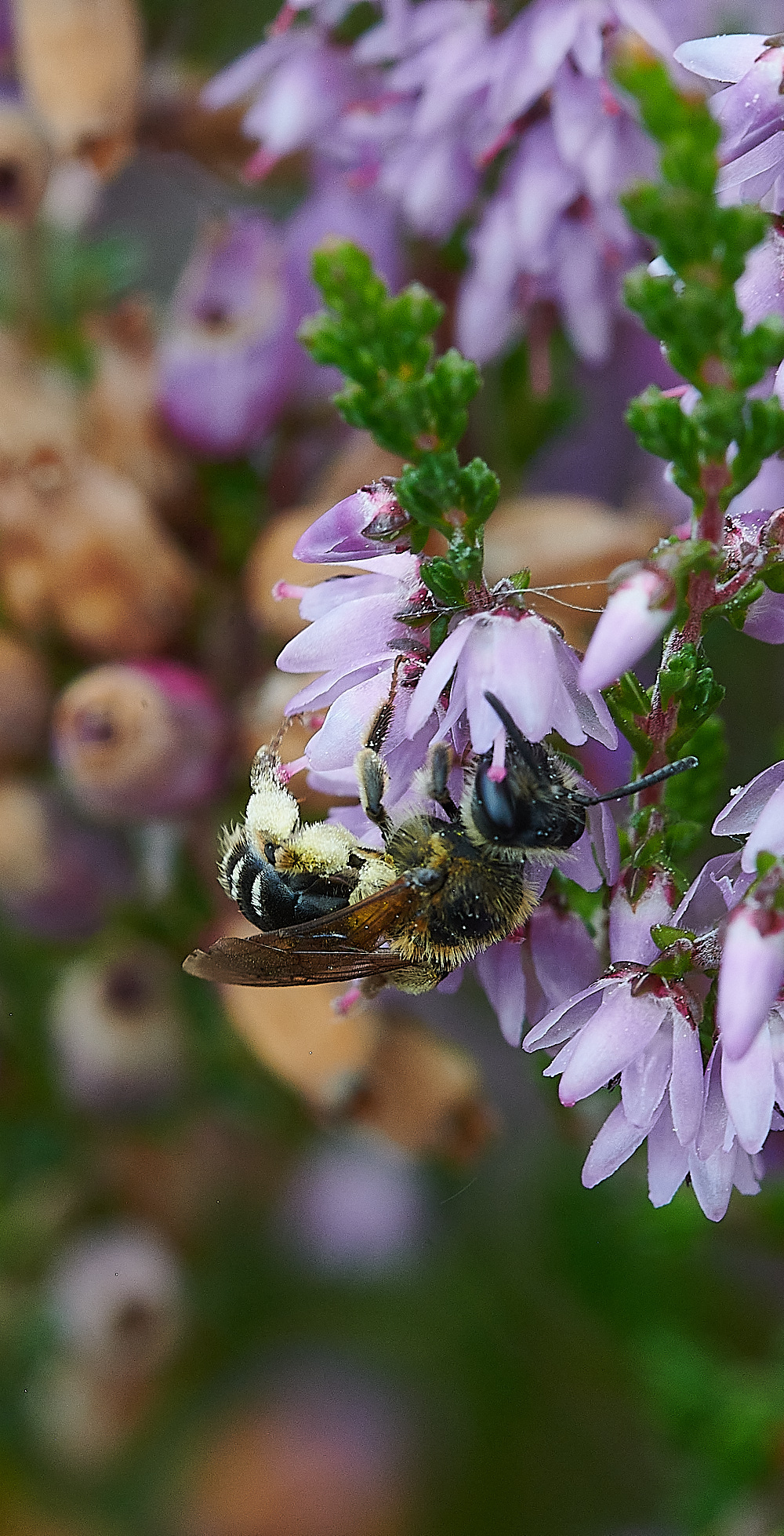 HoughenPlantationAndrena150821-2