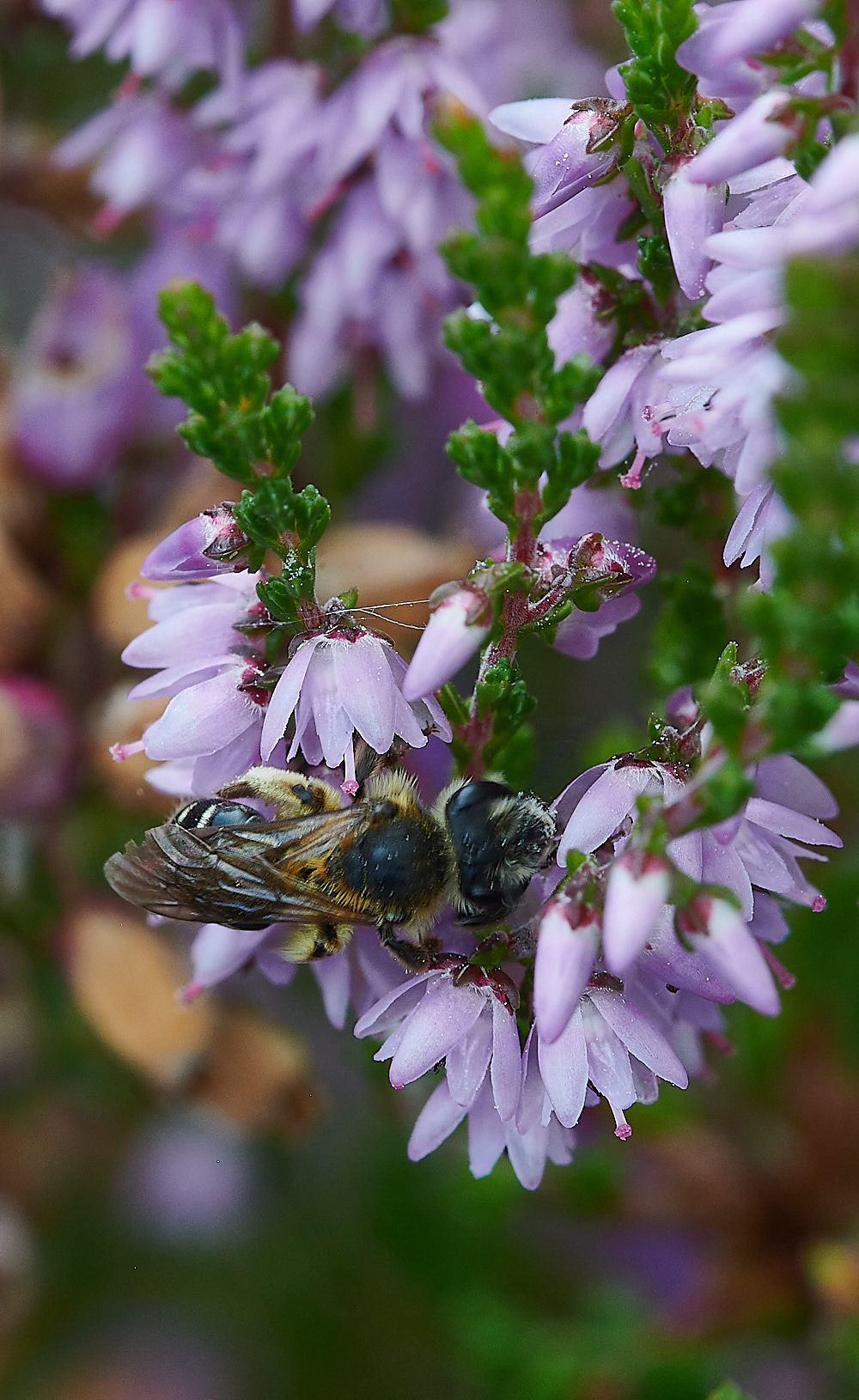 HoughenPlantationAndrena150821-3