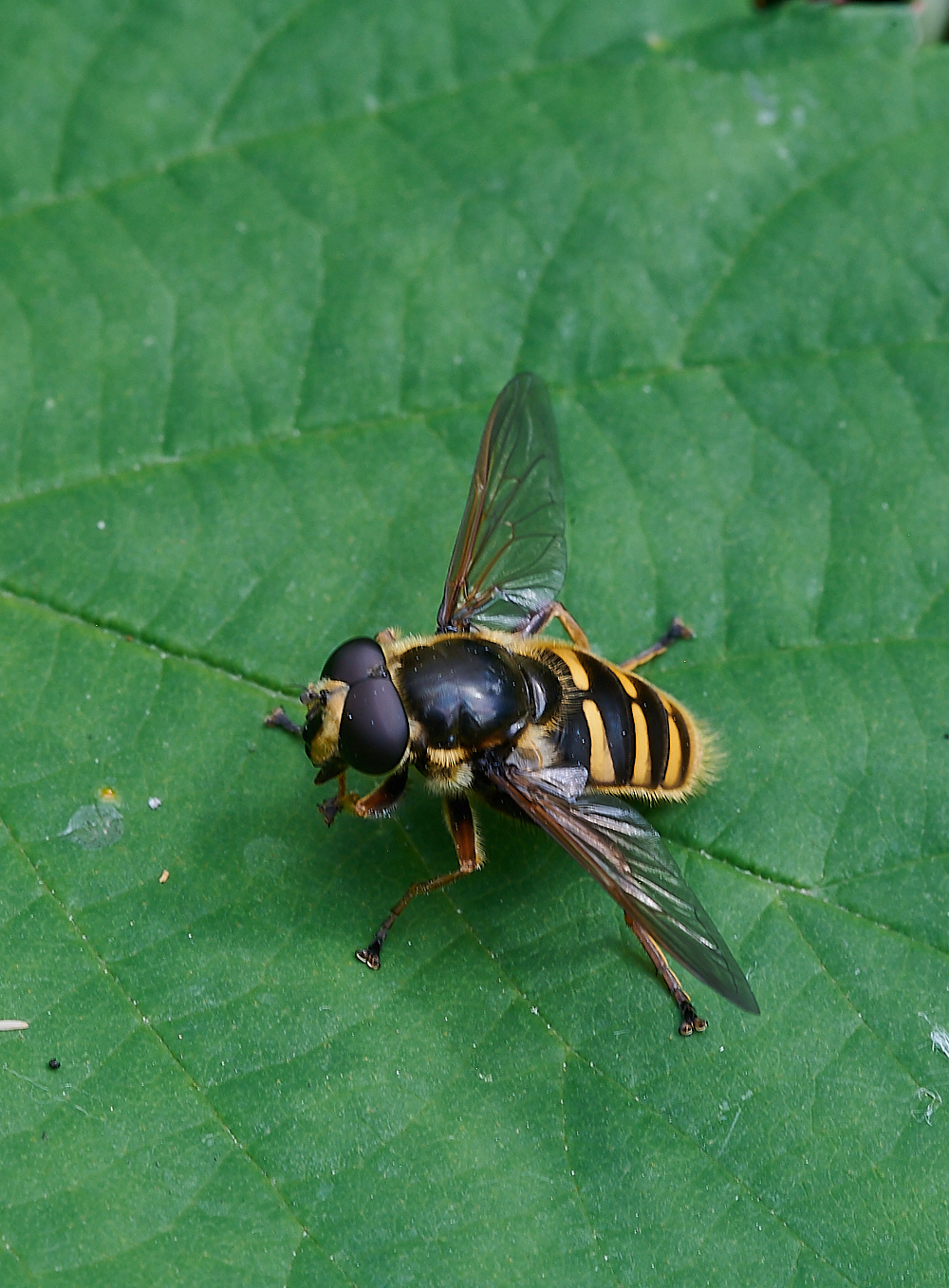 HoughenPlantationBogHoverfly110721-1