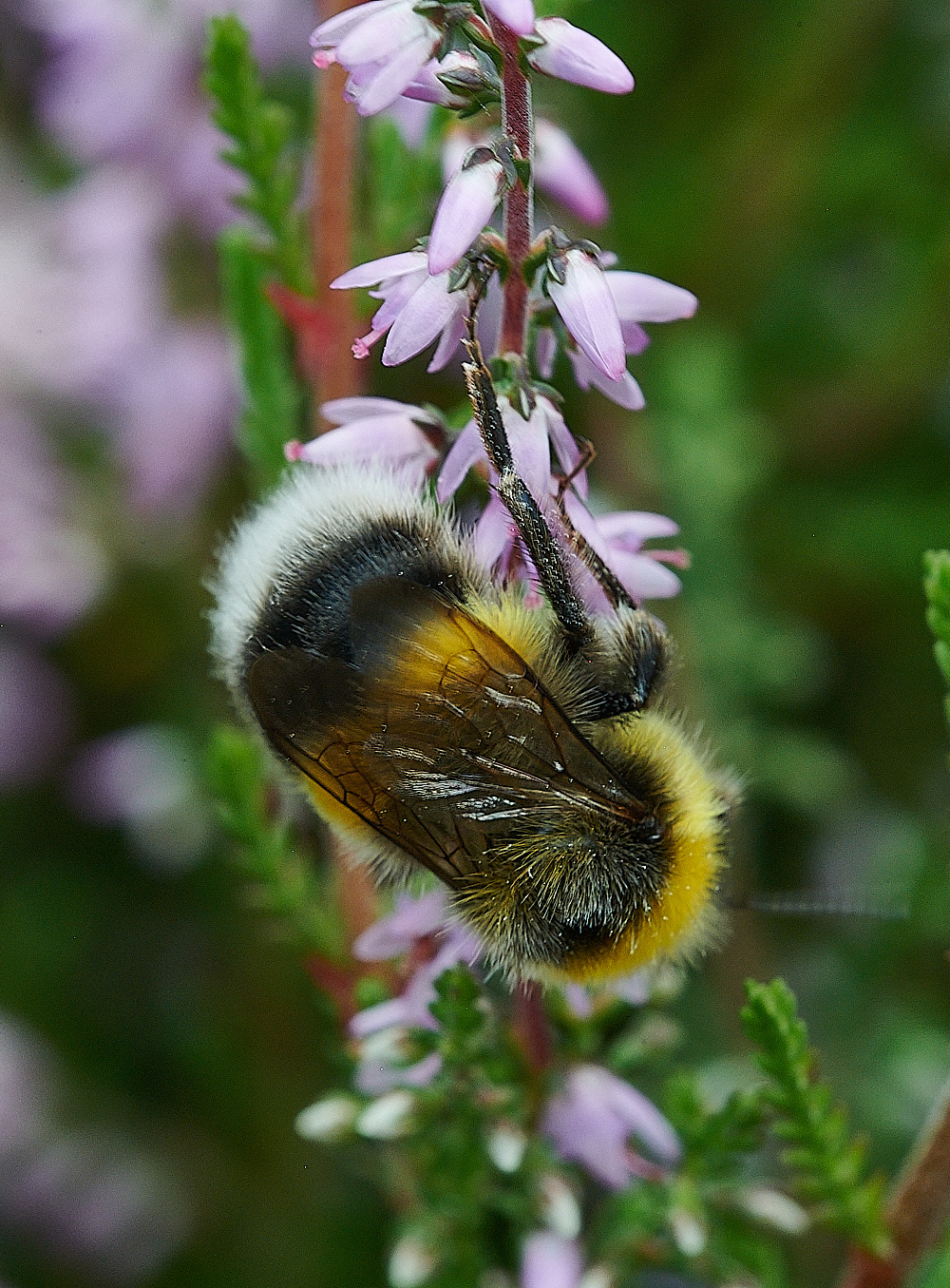 HoughenPlantationBumble15082-1