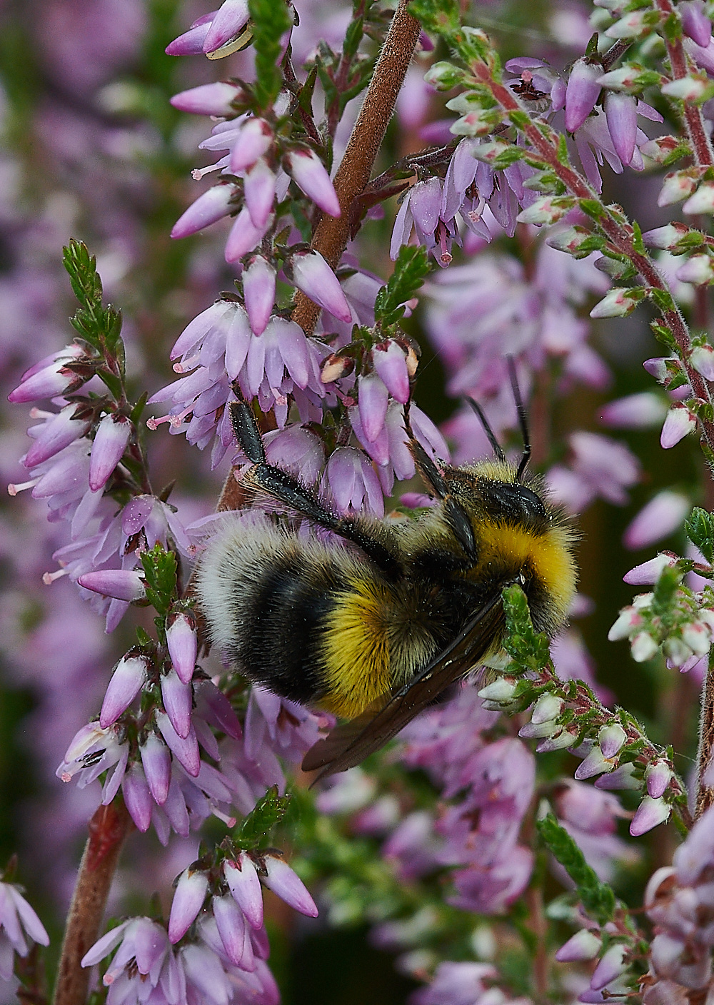 HoughenPlantationBumble15082-2