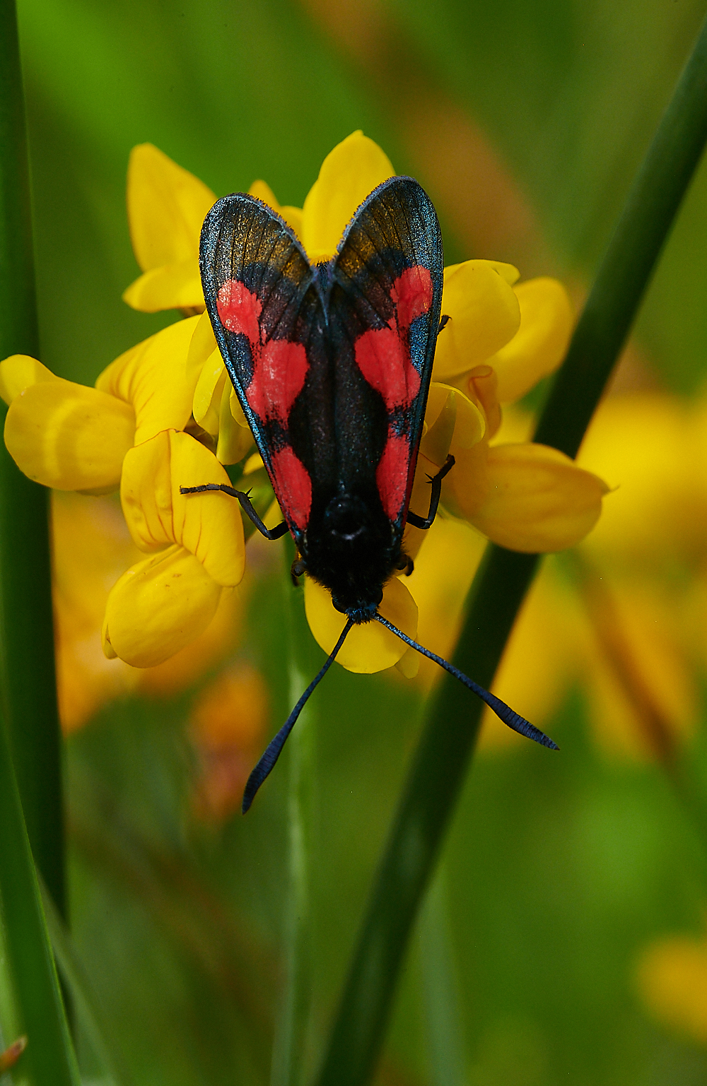 HoughenPlantationBurnet110721-1