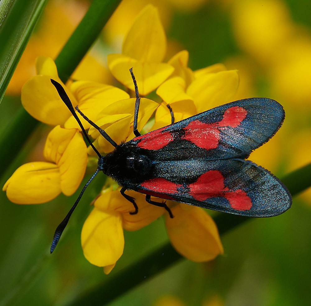 HoughenPlantationBurnet110721-2