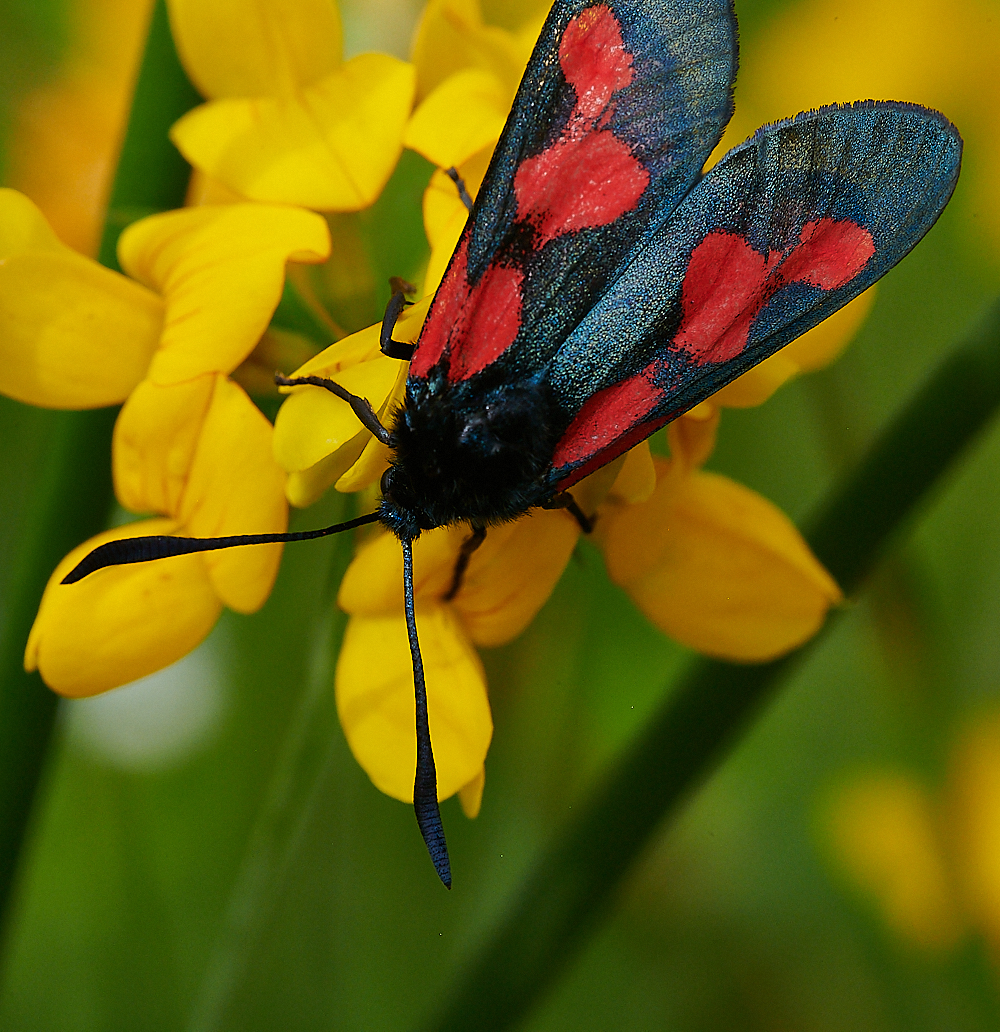 HoughenPlantationBurnet110721-3