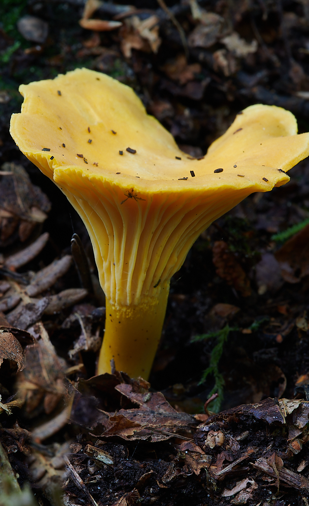 HoughenPlantationChanterelle110621-1