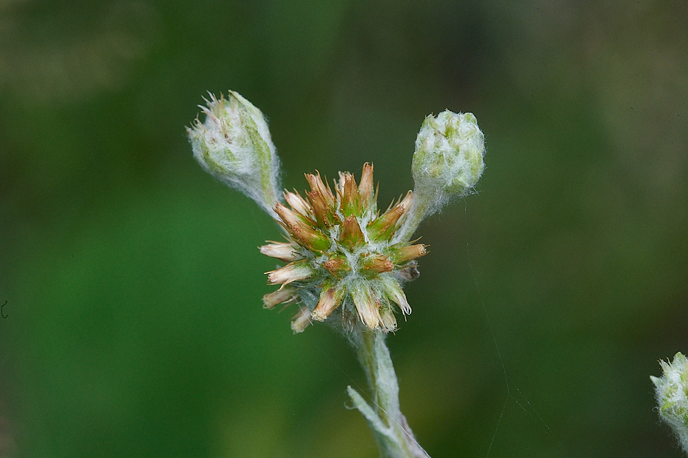 HoughenPlantationCudweed120721-1