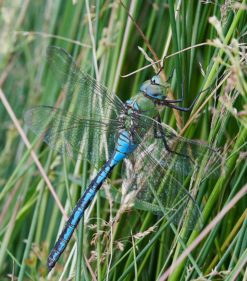 HoughenPlantationEmperorDragon120721-1