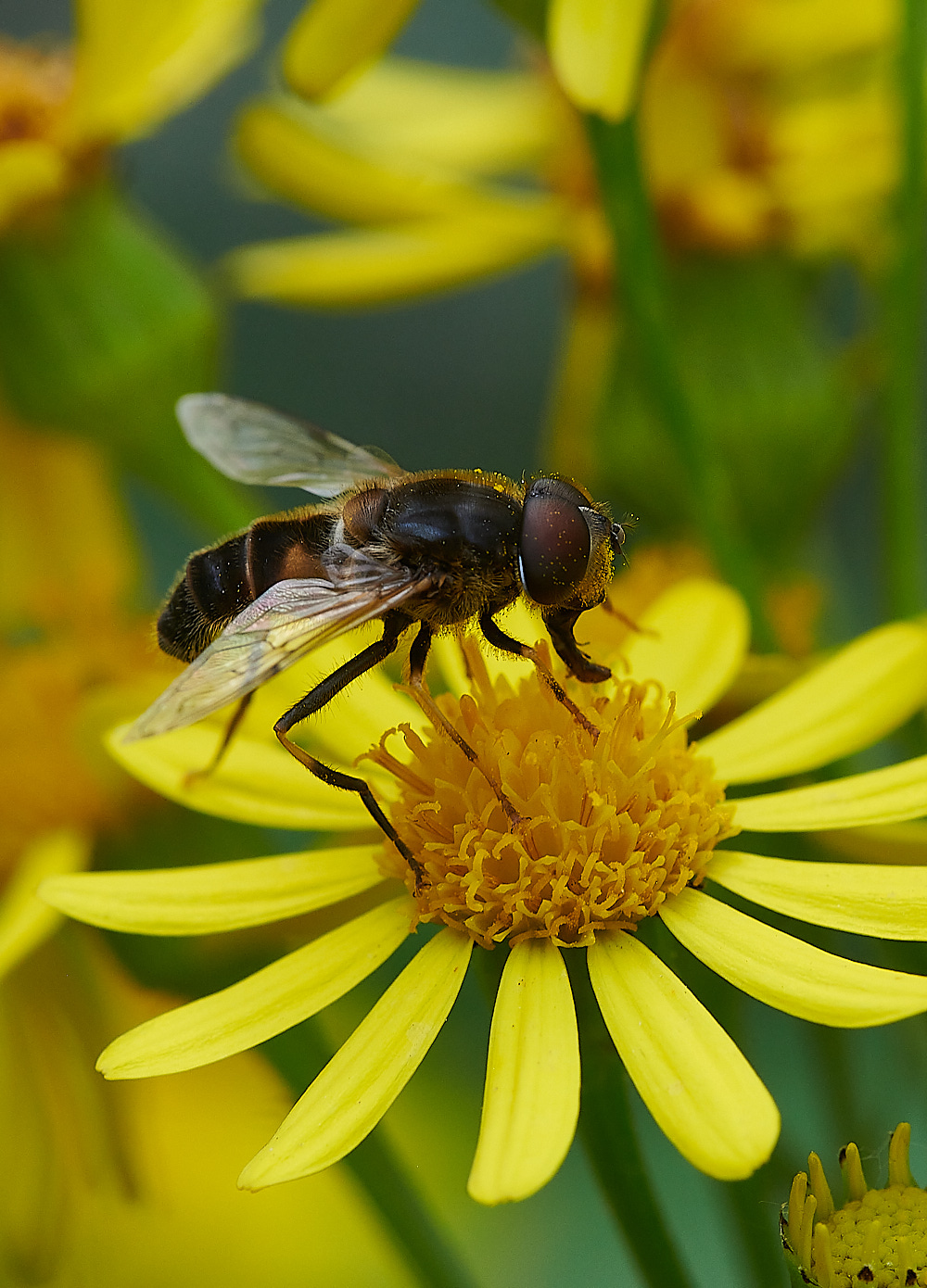 HoughenPlantationEristalis150821-2